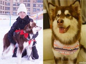 香香公主跟爱犬吃瓜网,瓜网中的甜蜜日常