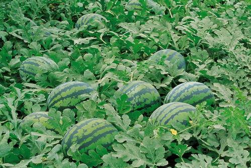 十堰网红吃瓜群微信,揭秘网络社交圈的趣味与争议