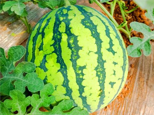 最新吃瓜网是哪个网,最新吃瓜网竟是哪家平台，带你一探究竟！