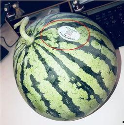 明显网红吃瓜,娱乐圈幕后真相曝光