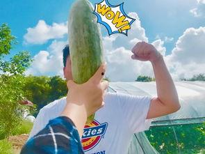 网红的吃瓜视频在哪看啊,热门平台一览