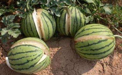 南宁吃瓜网红事件真相,揭秘背后真相与网络舆论的漩涡