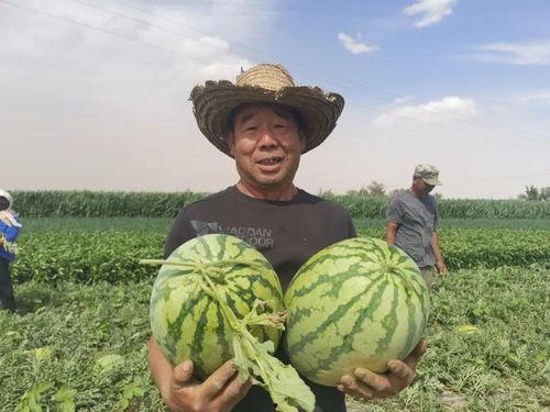 吃瓜网云南蔡总,吃瓜网背后的神秘人物